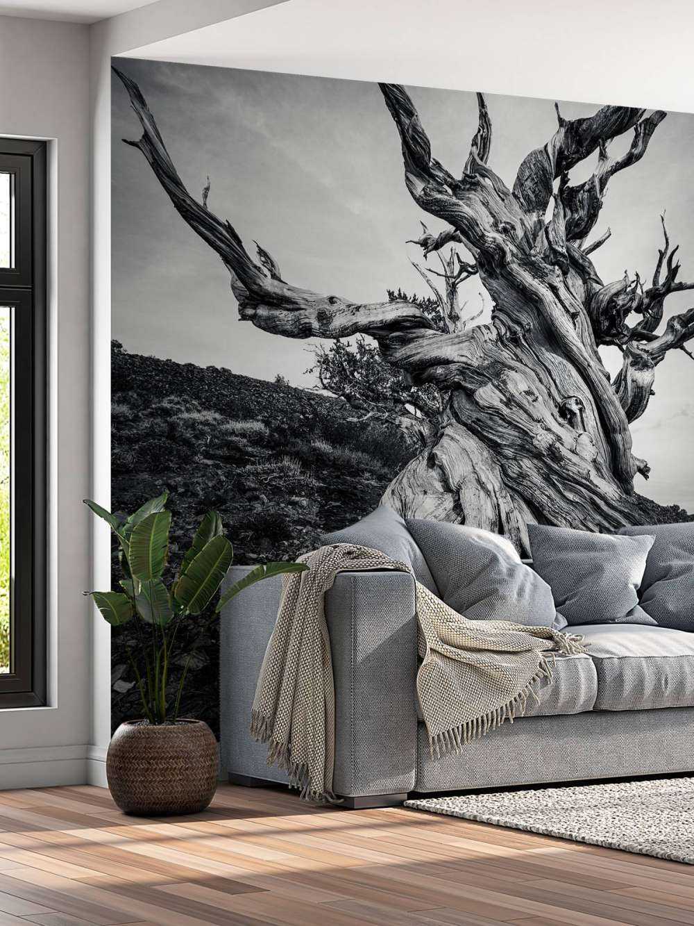 Methusalem Baum auf Fototapete