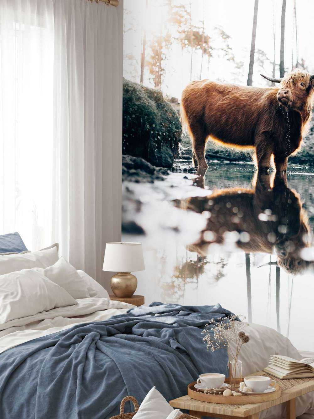 Schottischer Highlander im Wasser