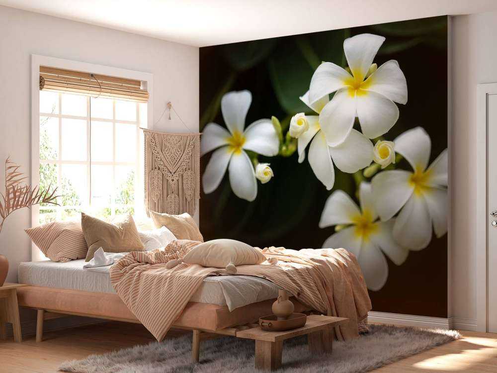 Nahaufnahme Plumeria