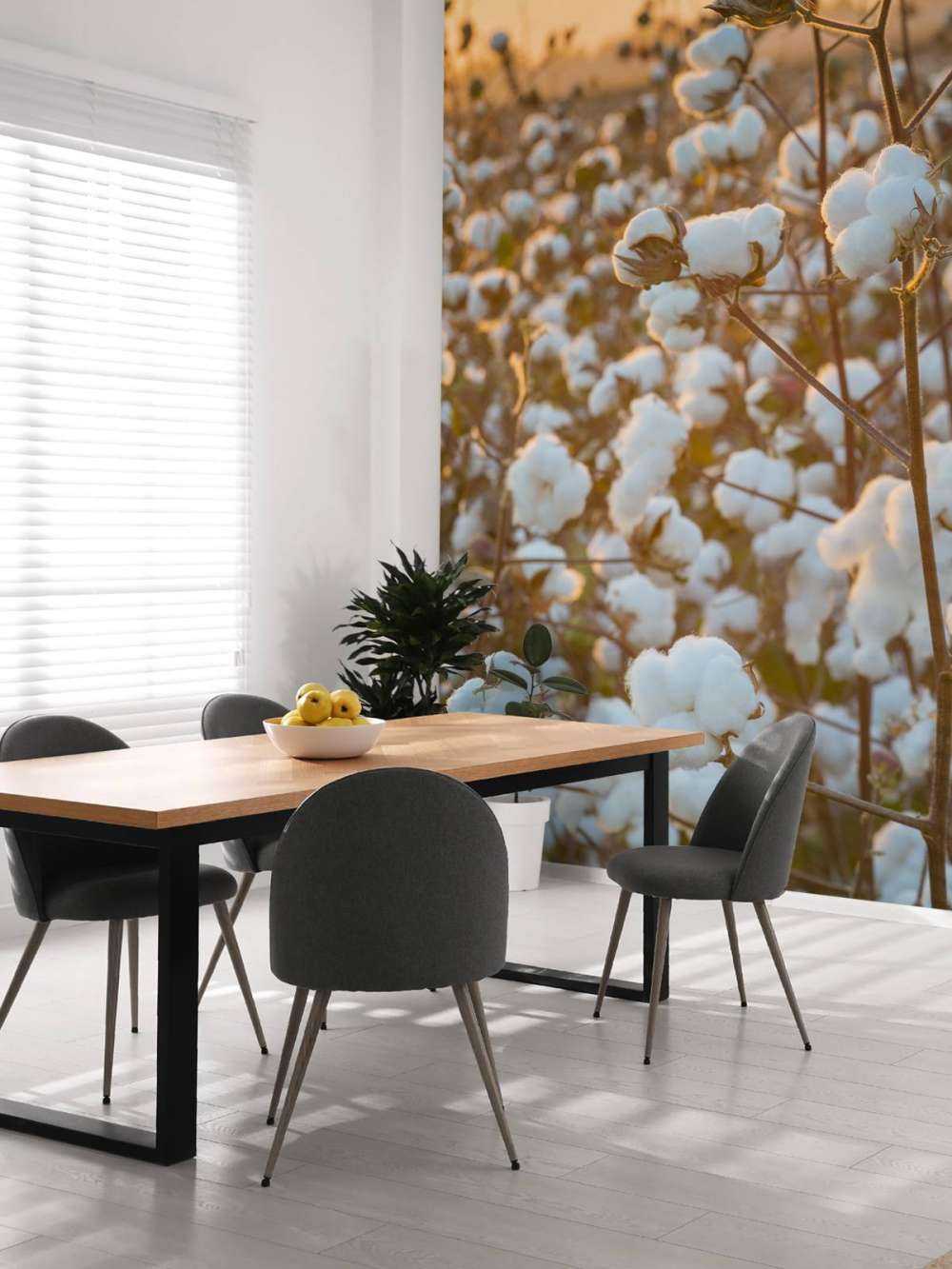 Baumwollfeld mit goldgelbem Himmel