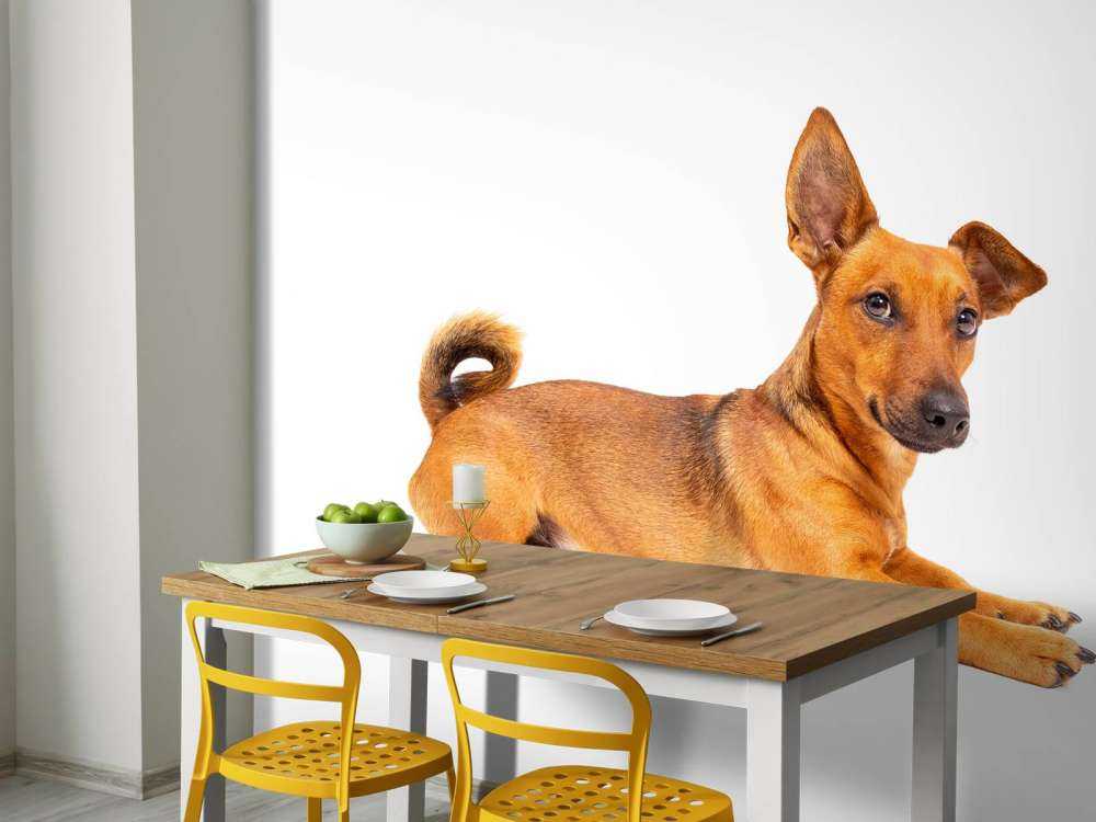 Süßer Hund