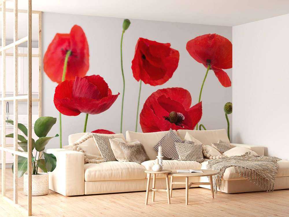 Mohnblumen auf weißem Hintergrund