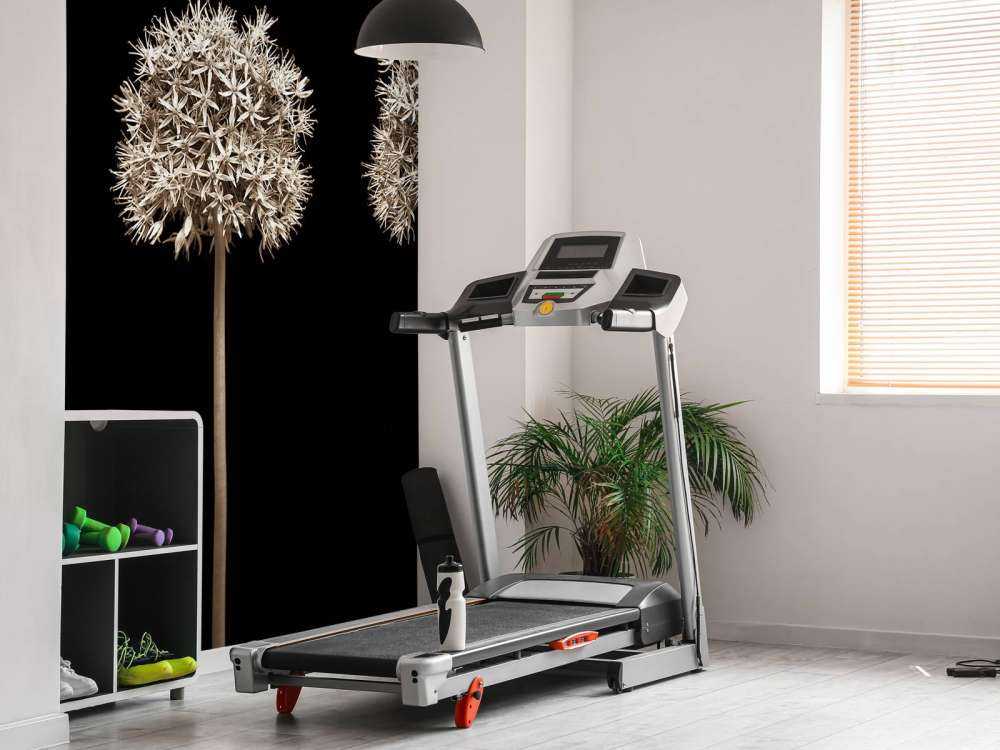 Drei Alliumblüten in einer Reihe