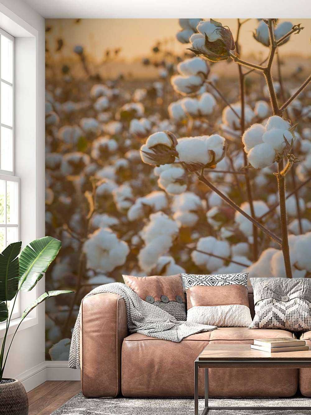 Baumwollfeld mit goldgelbem Himmel