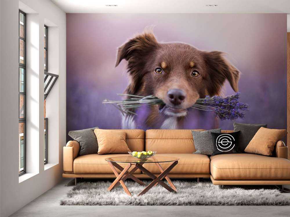 Hund mit Lavendel