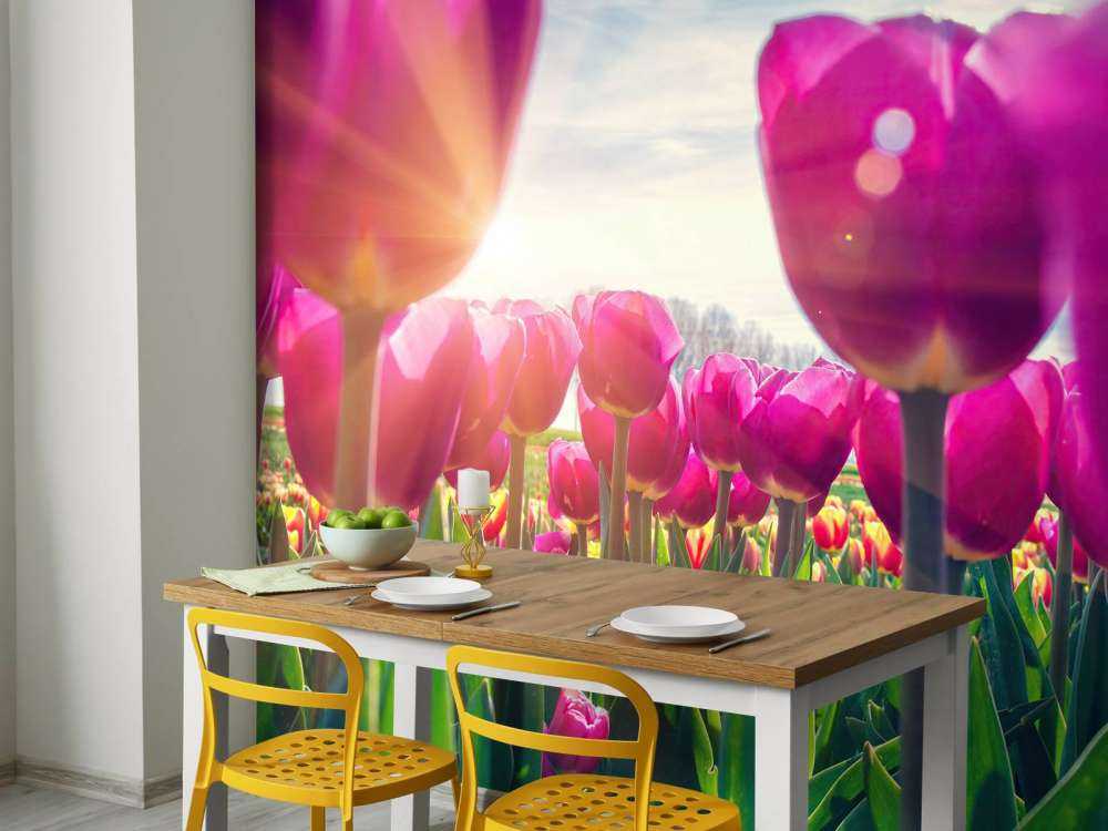 Tulpenfeld rosa