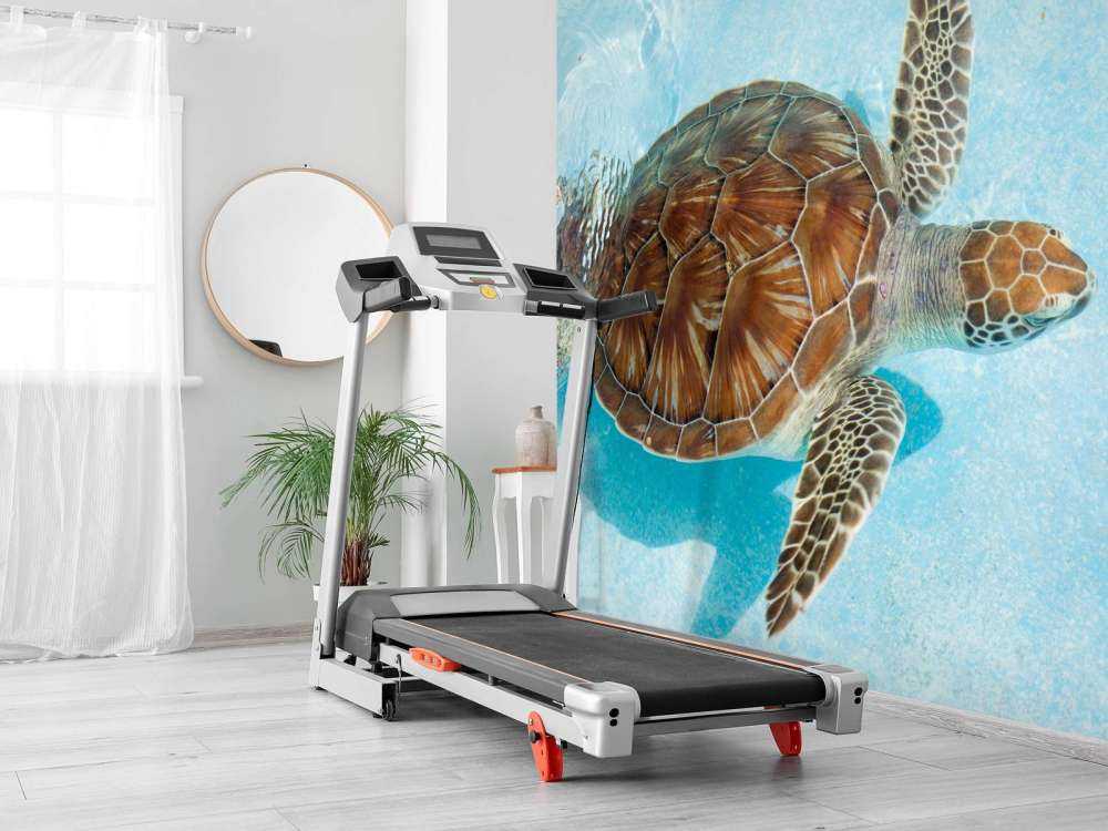 Schildkröte im Wasser