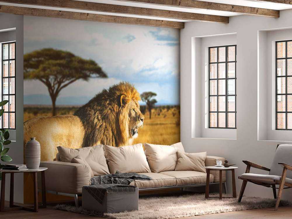 Löwe in der Savanne