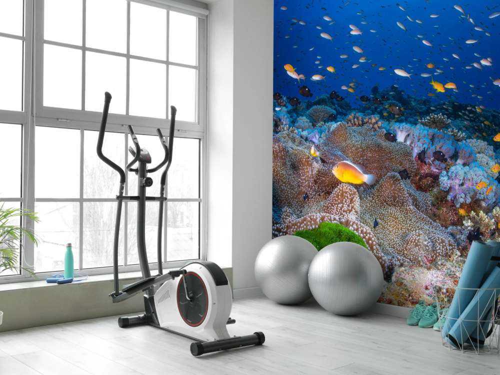 Anemon and Anthias