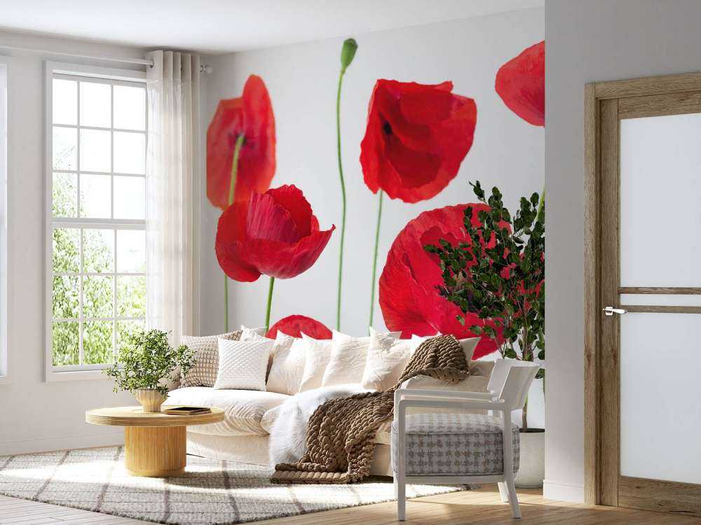 Mohnblumen auf weißem Hintergrund
