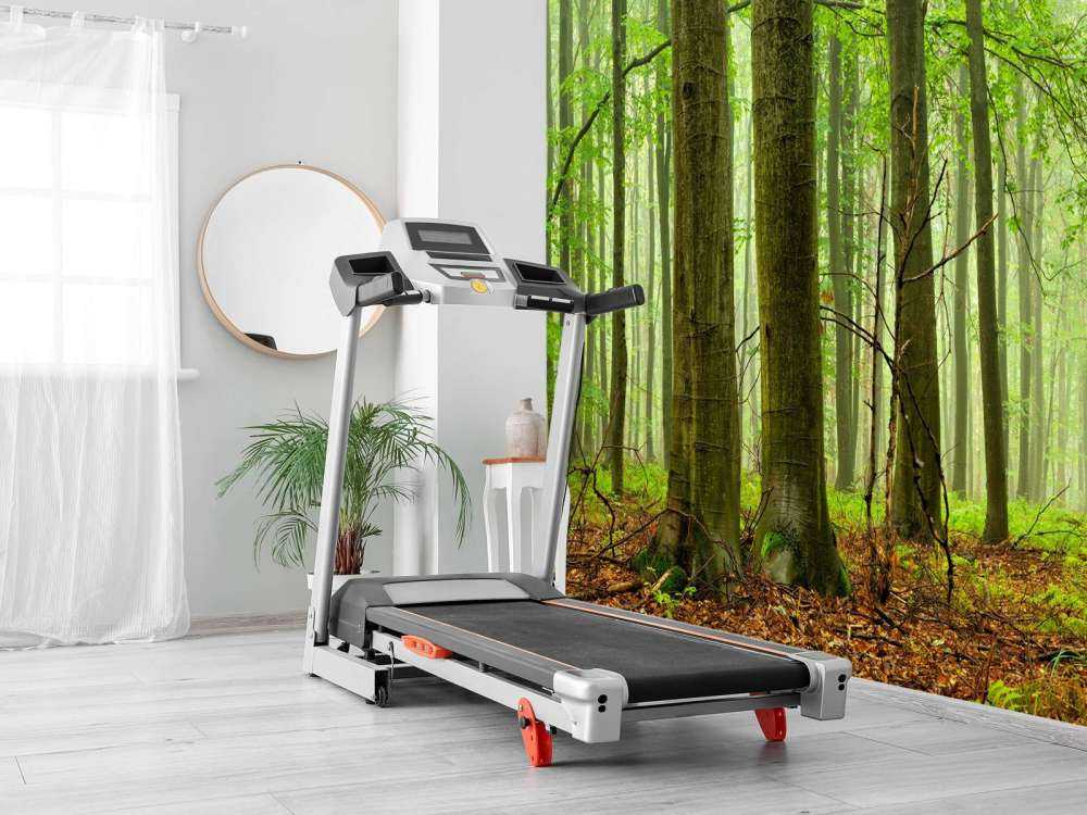 Wald mit Buchen