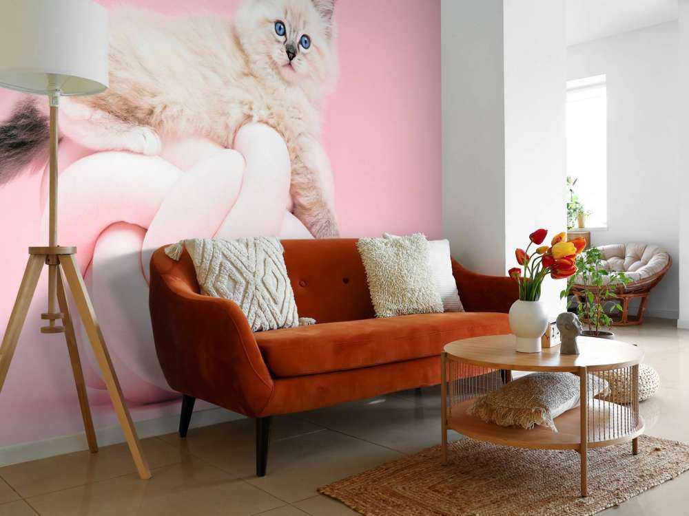 Weiße Katze auf rosa Hintergrund