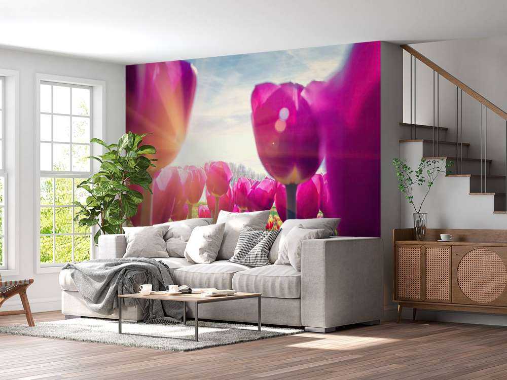 Tulpenfeld rosa