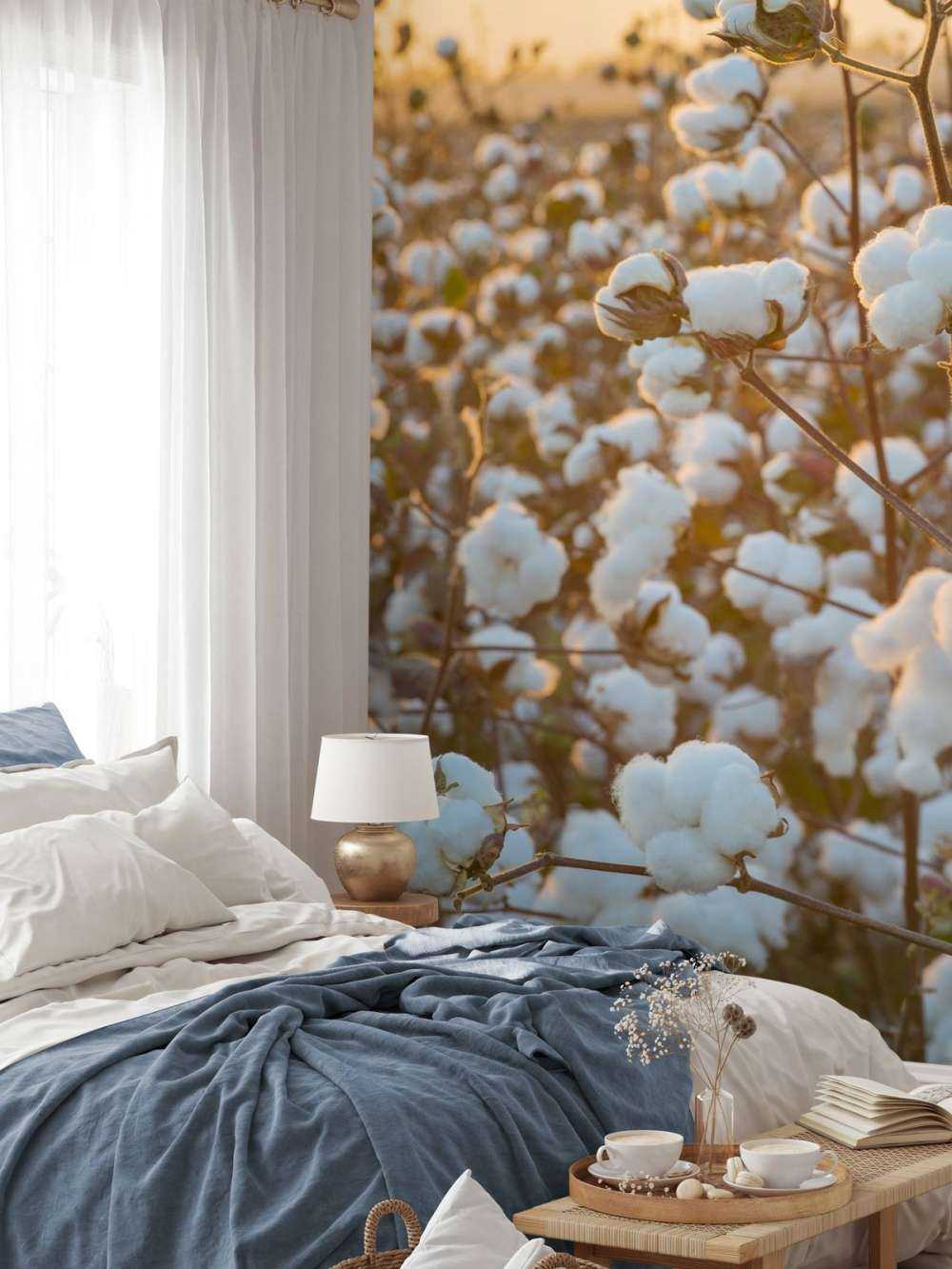 Baumwollfeld mit goldgelbem Himmel