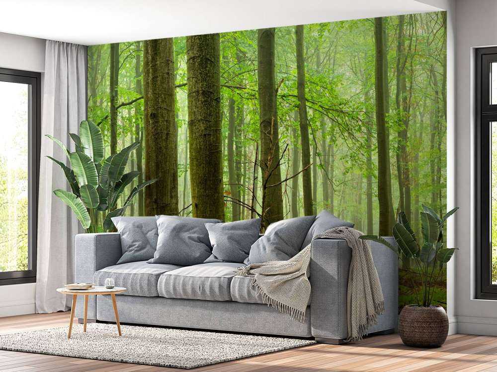 Wald mit Buchen