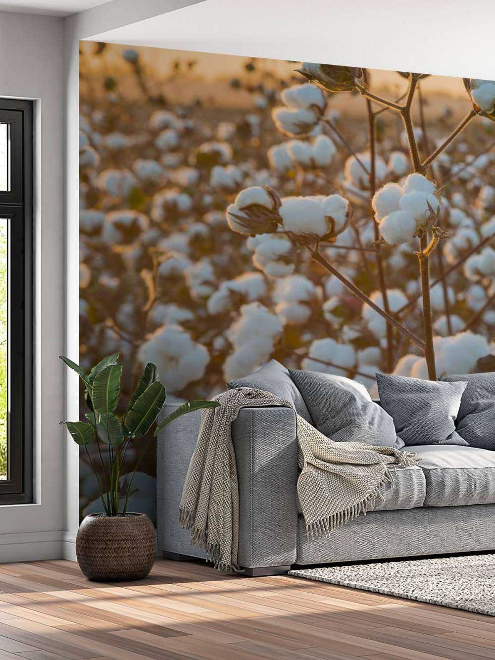 Baumwollfeld mit goldgelbem Himmel