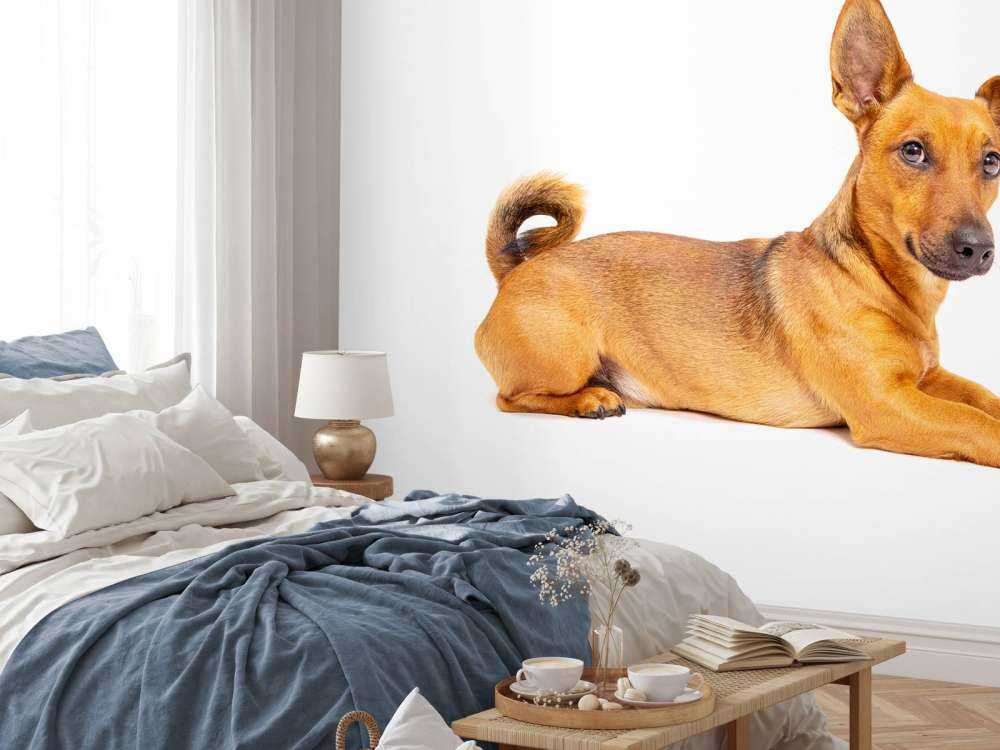 Süßer Hund