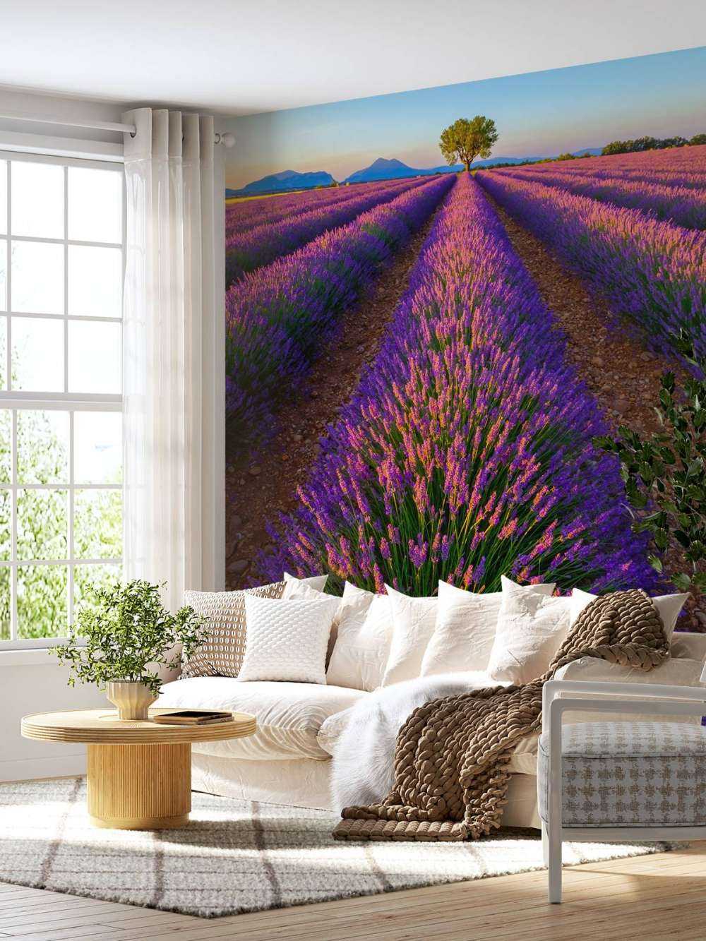 Lavendel im Sonnenlicht