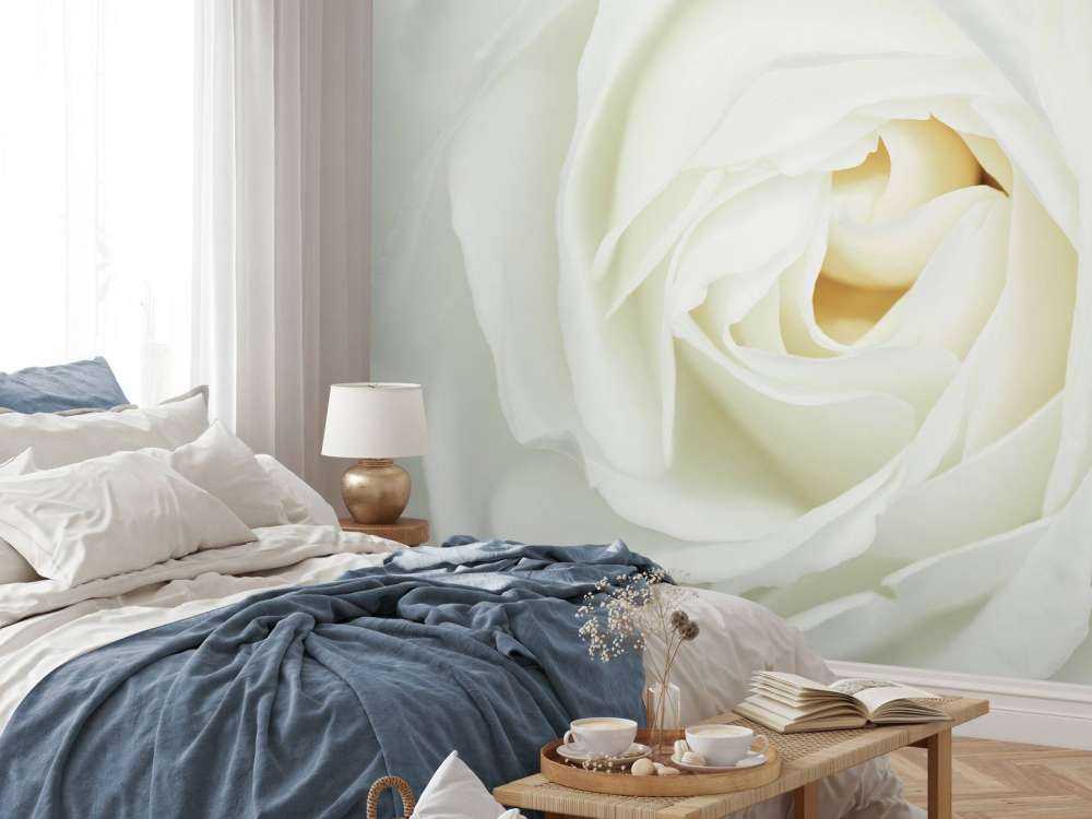 Weiße Rose
