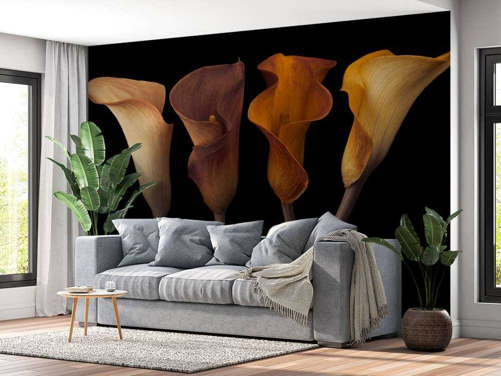 Calla-Lilien