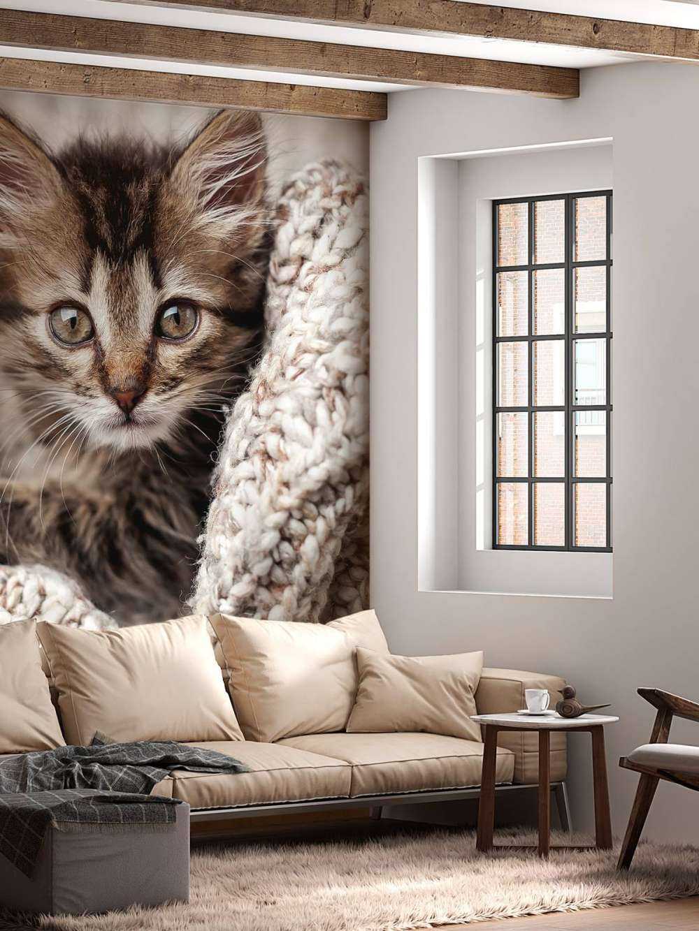 Katze in einer Decke