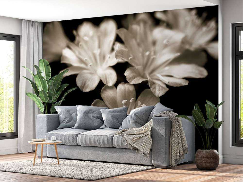 Lewisia-Blüte in Nahaufnahme