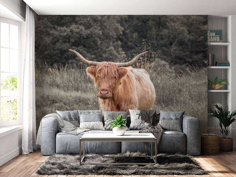 Schottischer Highlander auf einem Feld