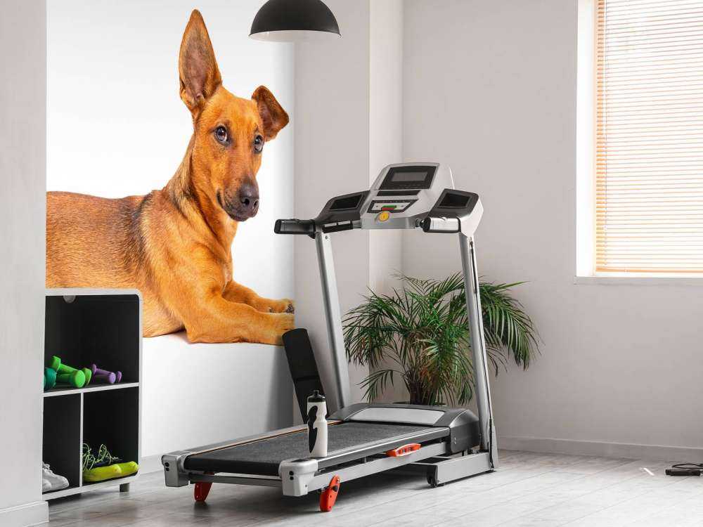 Süßer Hund