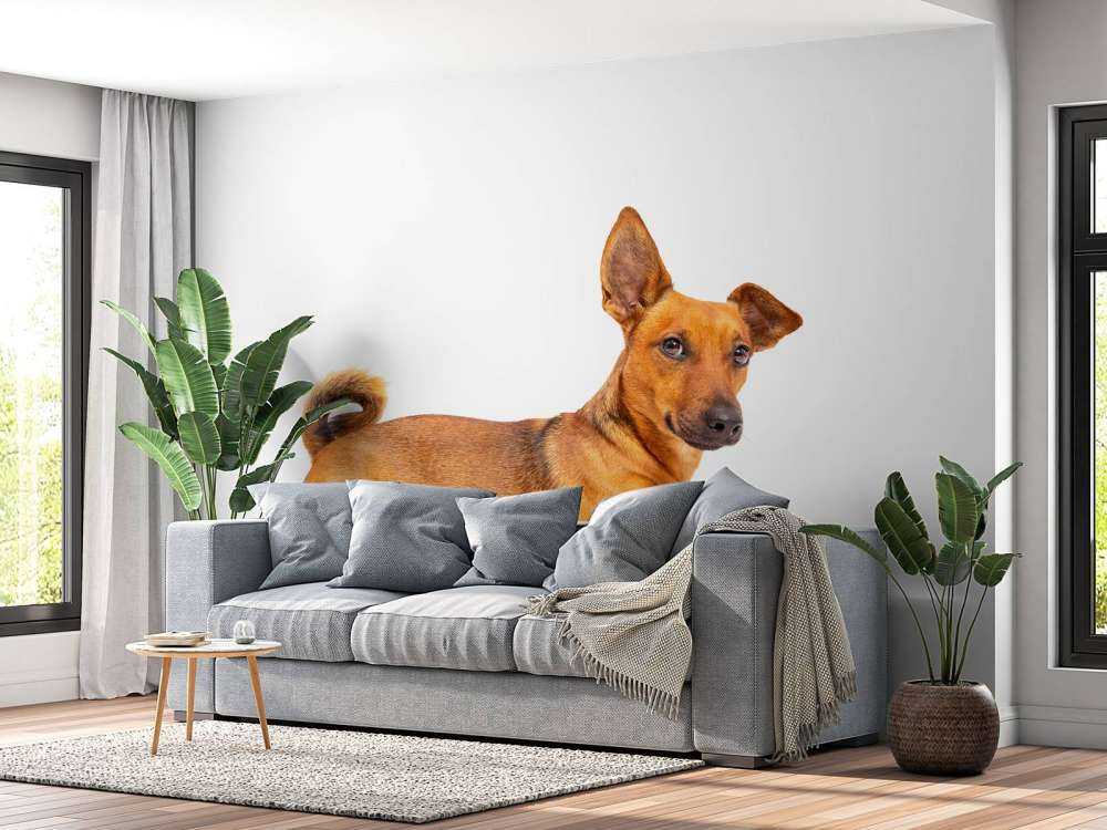 Süßer Hund