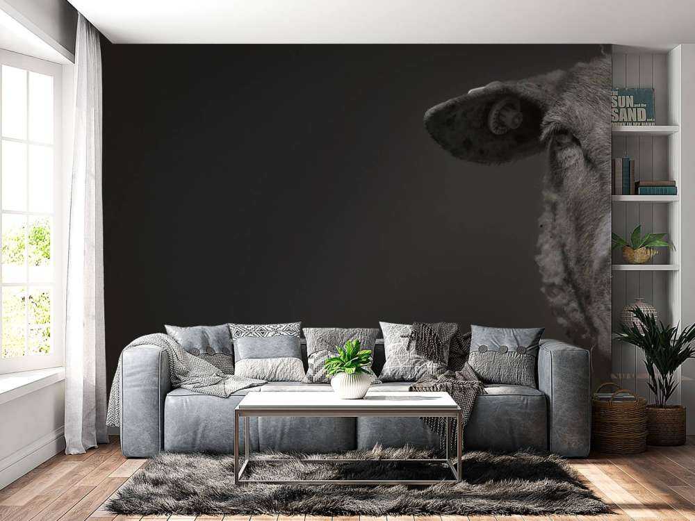 Nahaufnahme Schaf schwarz-weiß