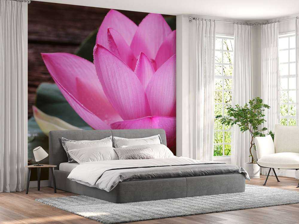 Nahaufnahme von rosa Lotus