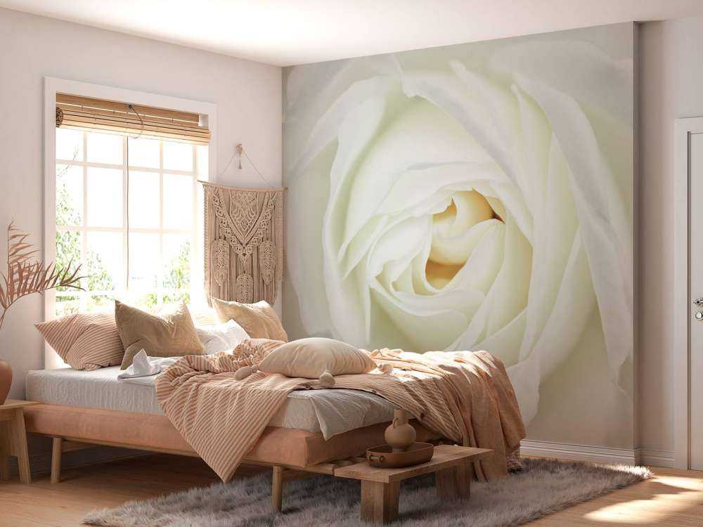 Weiße Rose