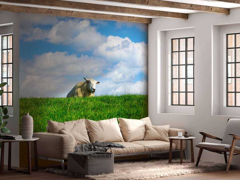 Schafe auf dem Deich