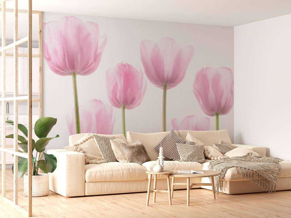 Rosa Tulpen