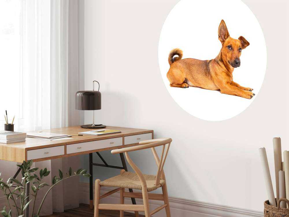 Süßer Hund