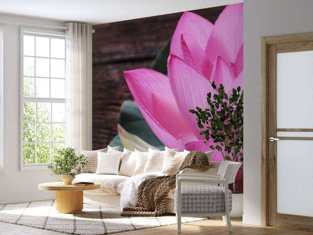 Nahaufnahme von rosa Lotus