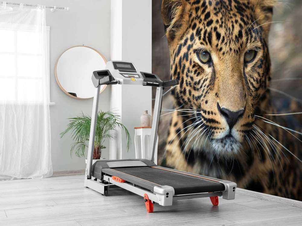 Close, up eines Leoparden