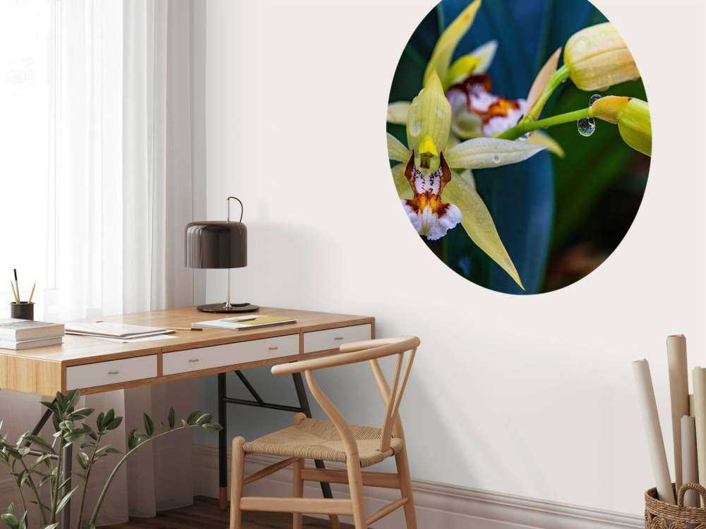 Wilde gelbe Orchidee