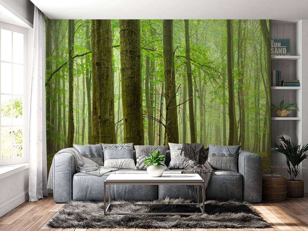 Wald mit Buchen