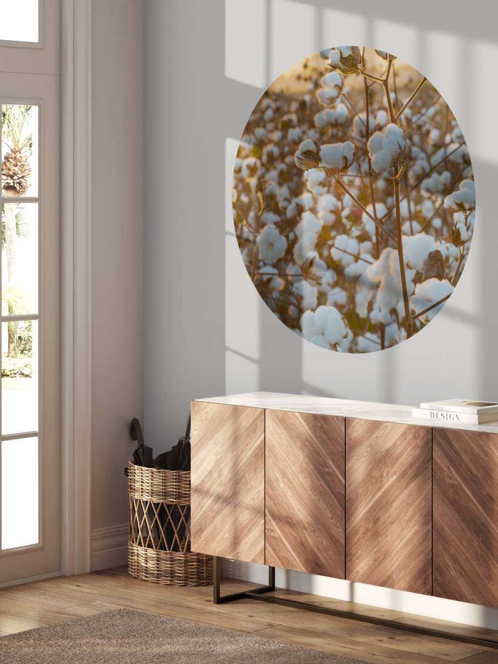 Baumwollfeld mit goldgelbem Himmel