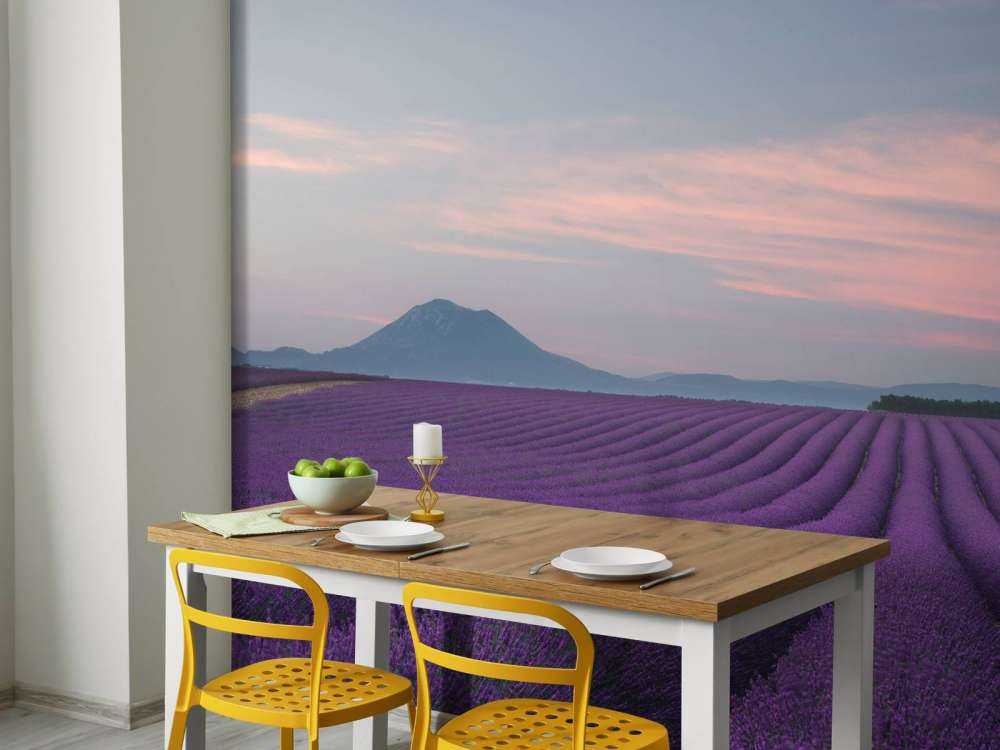 Lavender field