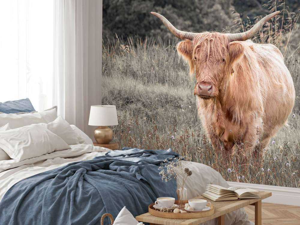 Schottischer Highlander auf einem Feld