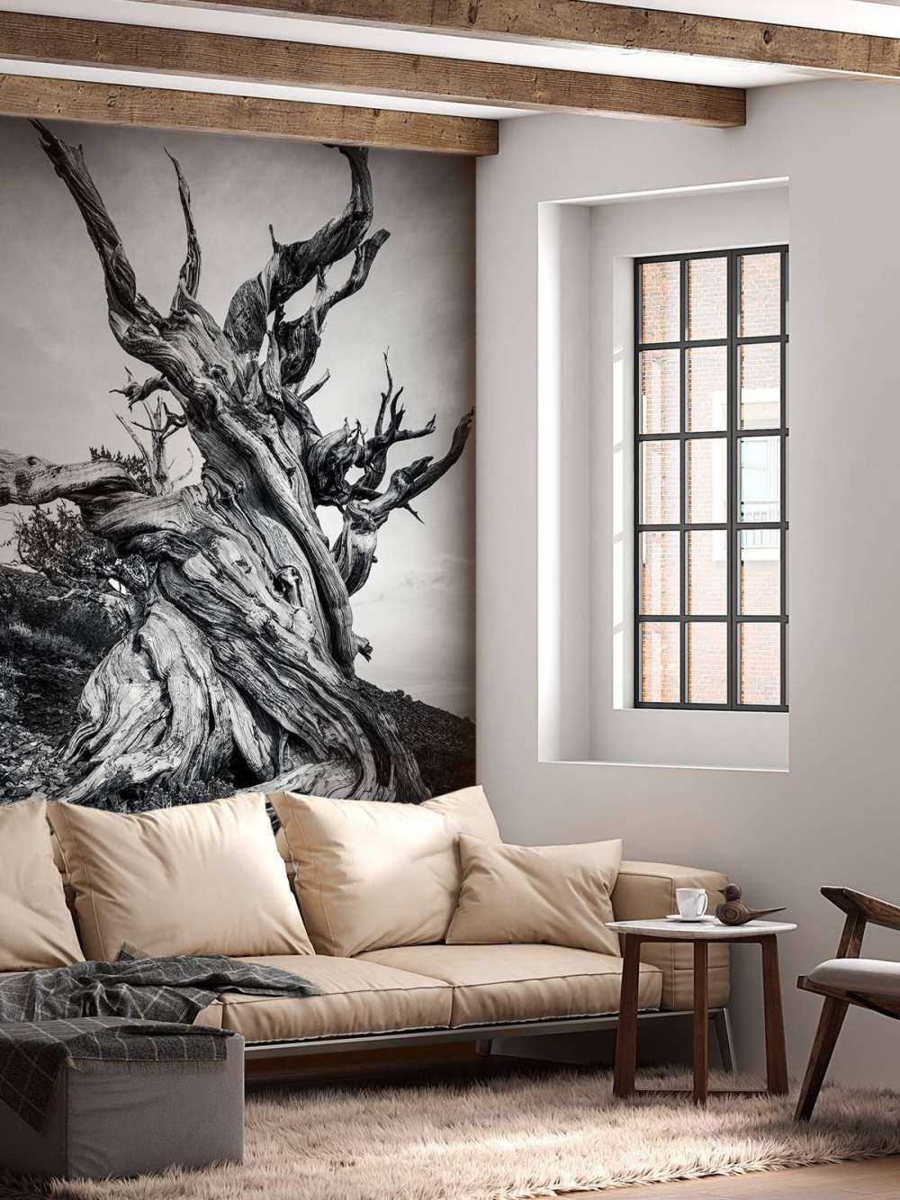 Methusalem Baum auf Fototapete