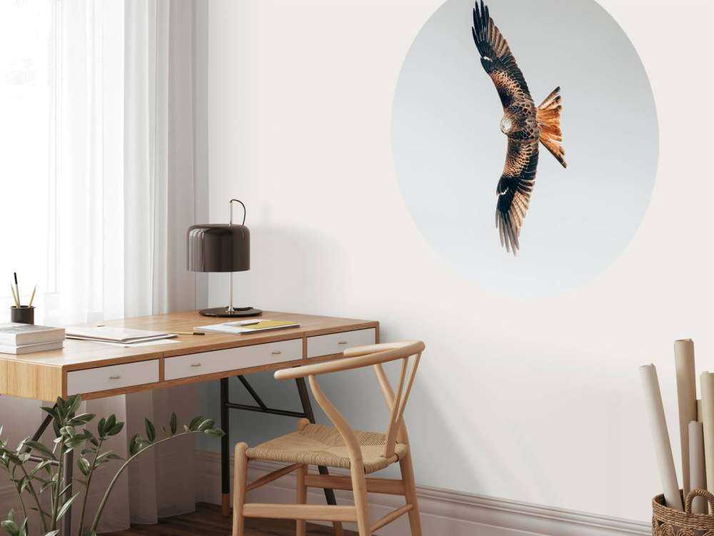 Rotmilan mit ausgebreiteten Flügeln