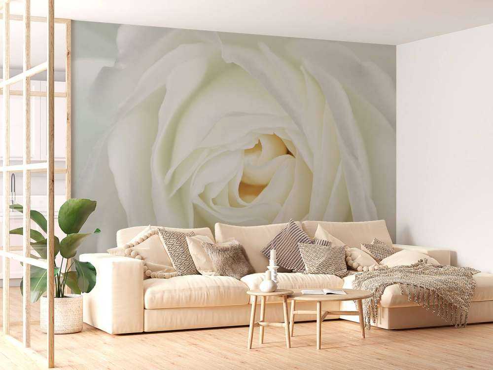 Weiße Rose