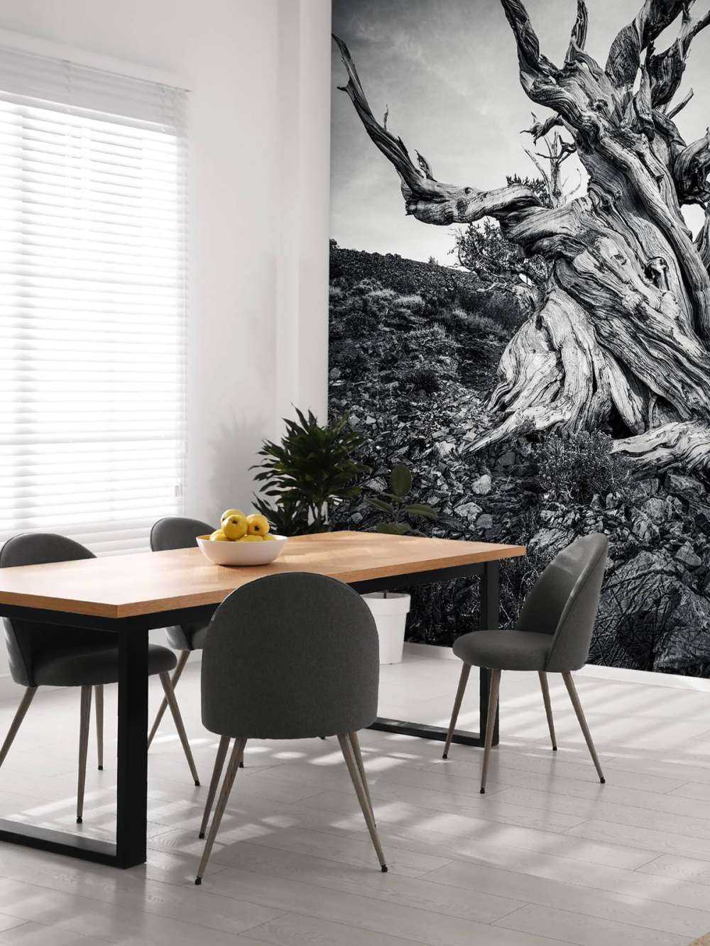 Methusalem Baum auf Fototapete