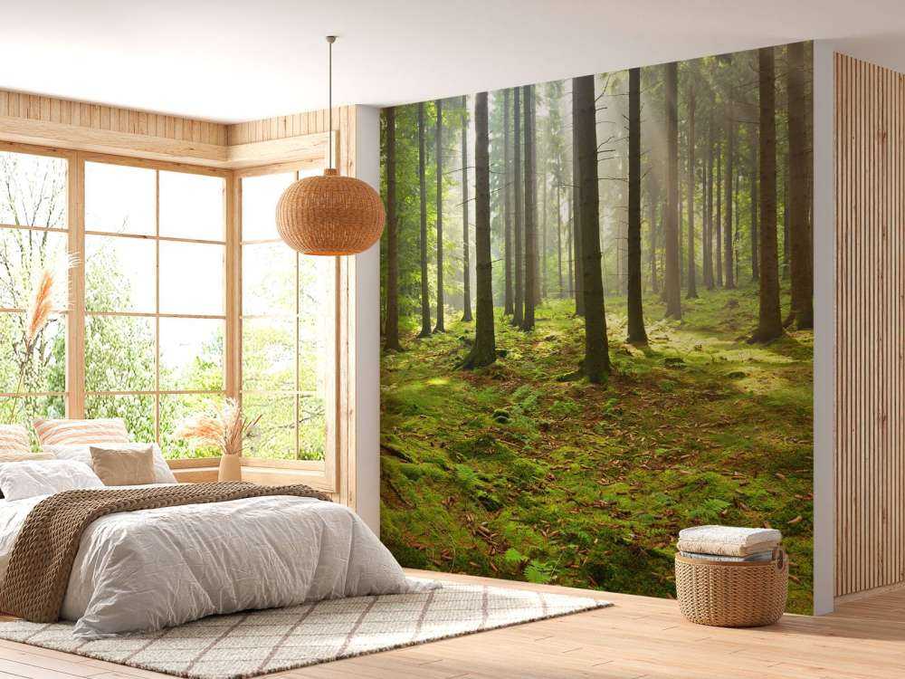 Fichtenwald mit Sonnenlicht