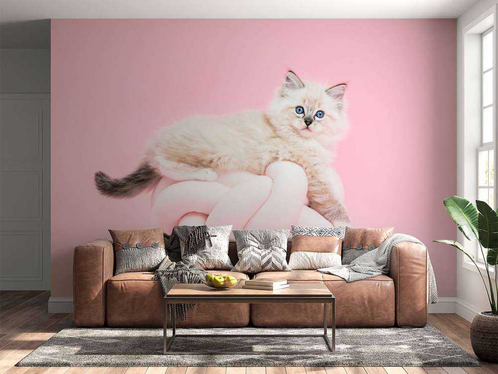 Weiße Katze auf rosa Hintergrund