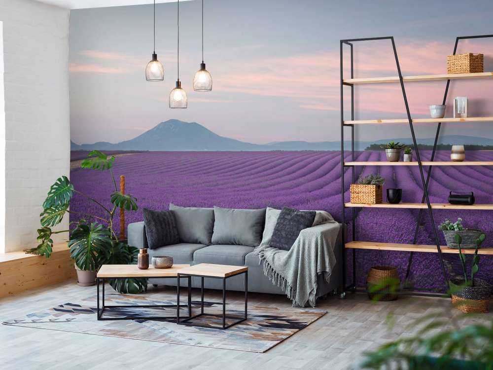 Lavender field