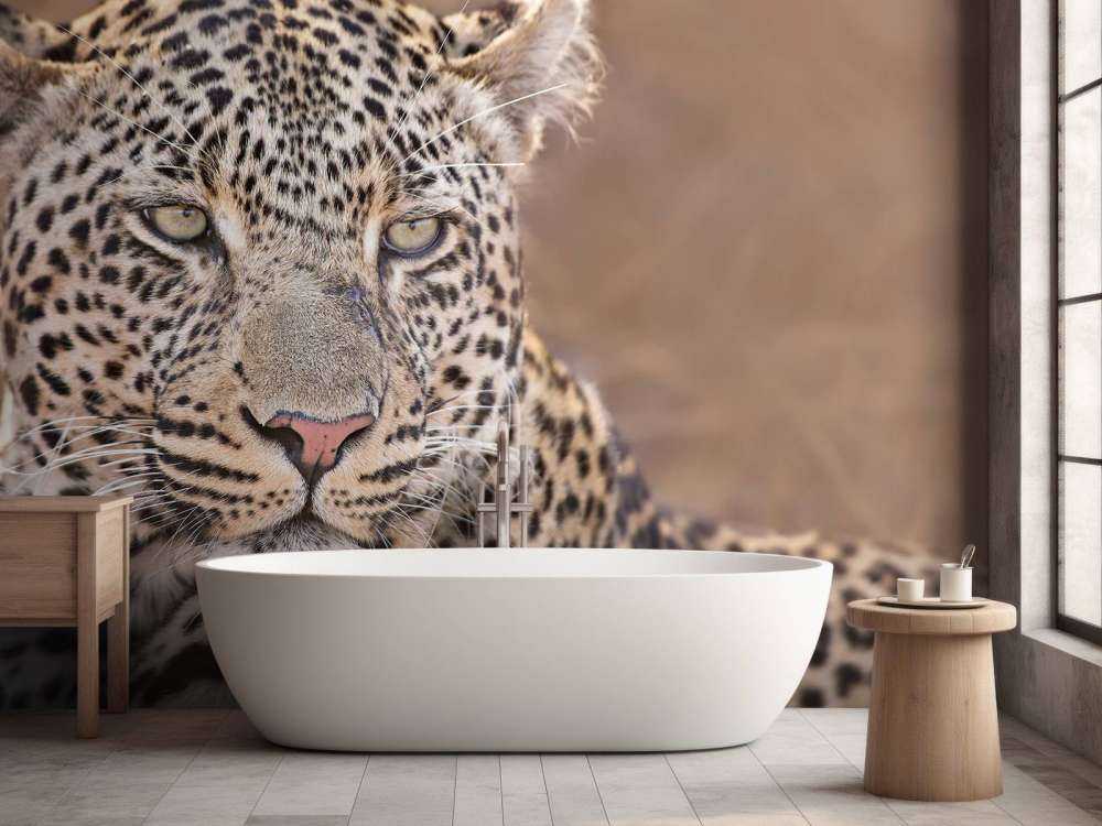 Leopard Porträt